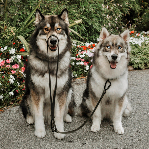 MELLEM X wide - all weather convertible leash