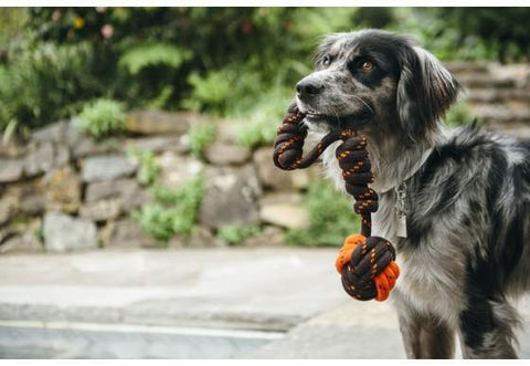 Tug Ball Rope Toy - Petisan