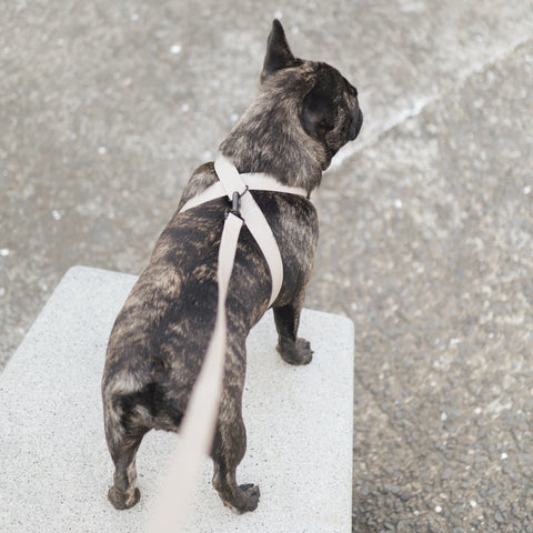 OTTO X - Escape proof harness