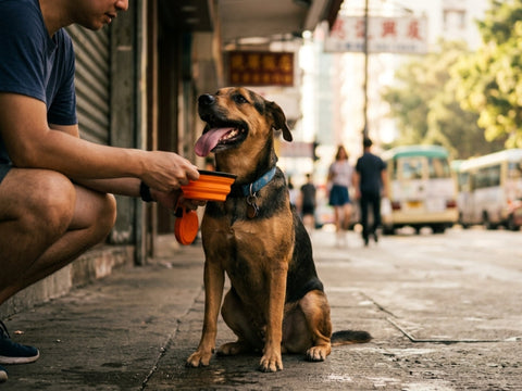 Man offering water from a collapsible bowl to a panting dog on a Hong Kong street