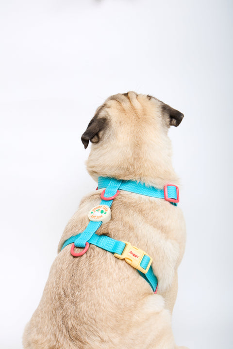 Pug wearing the Doggu Sport Club waterproof dog harness in blue, showing the cream Sport Club crest and yellow lock buckle
