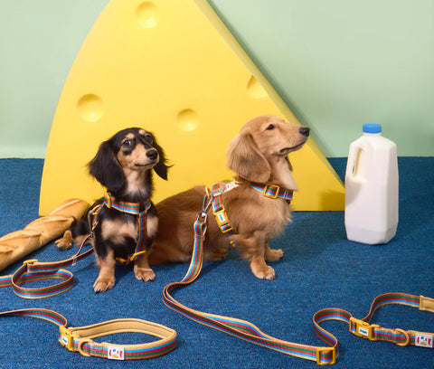 Doggu Cherish Every Little Thing H-Harness & Leash Set