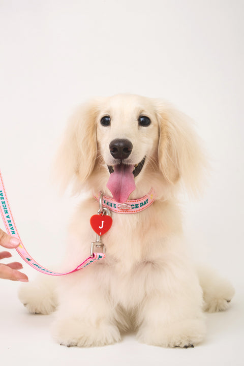 Doggu Bonjour Bébé Pink collar and leash worn on a dog, lifestyle shot