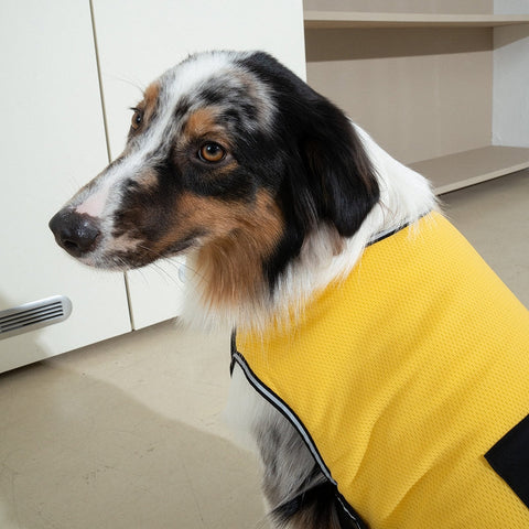 Clay Cooling Vest - Pet Cooling Vest