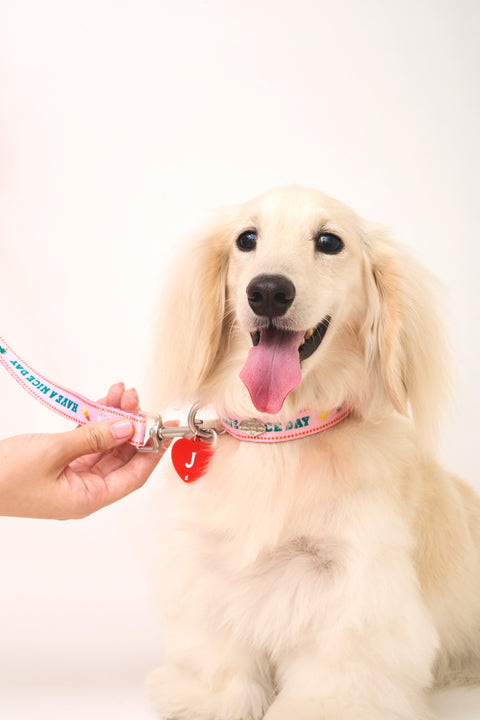 Doggu Bonjour Bébé Pink collar and leash close-up lifestyle shot on a dog