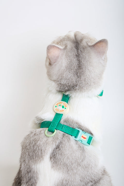 Cat wearing the Doggu Sport Club waterproof harness in green with mint hardware and the cream Sport Club crest