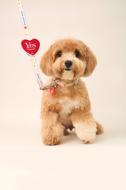 Doggu Bonjour Bébé Collar & Leash