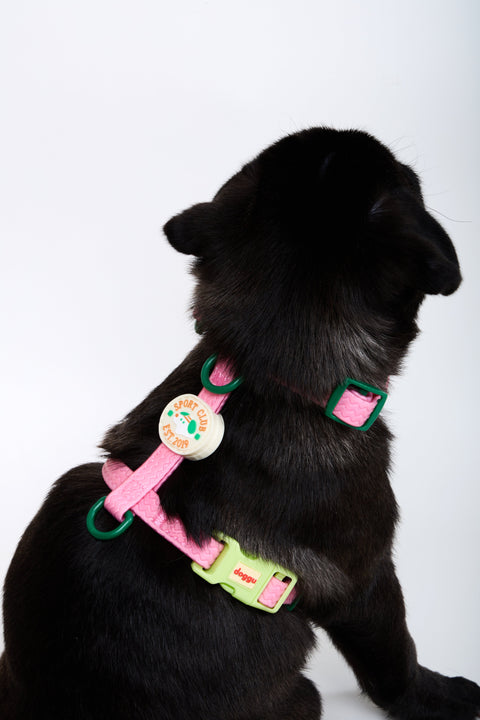 Black dog wearing the Doggu Sport Club waterproof harness in pink with deep green rings and the cream Sport Club crest