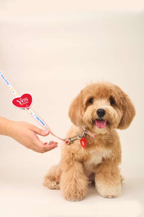 Doggu Bonjour Bébé Collar & Leash