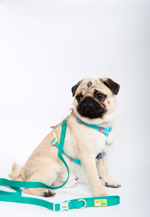 Pug sitting in the Doggu Sport Club waterproof dog harness with a matching Sport Club leash clipped to the back D-ring