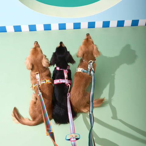 Doggu Cherish Every Little Thing H-Harness & Leash Set
