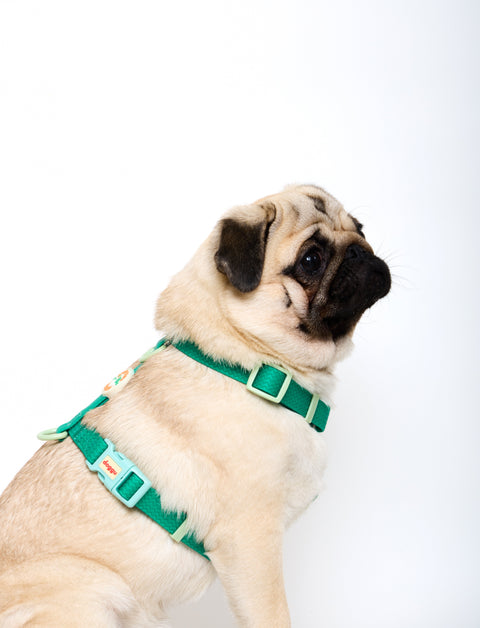 Pug wearing the Doggu Sport Club waterproof dog harness in green, side view showing the adjustable neck strap