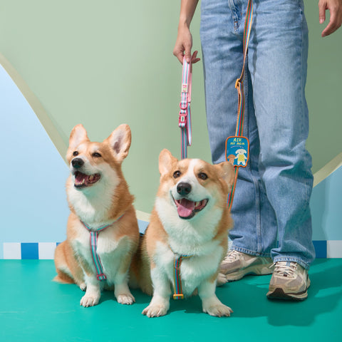 Doggu Cherish Every Little Thing H-Harness & Leash Set