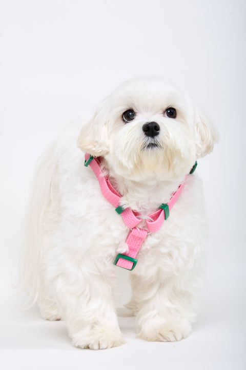 Maltese wearing the Doggu Sport Club waterproof dog harness in pink, front view