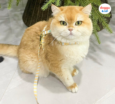 Doggu Sleepy Apartment Harness & Leash Set in Lemon Pie worn by a cat