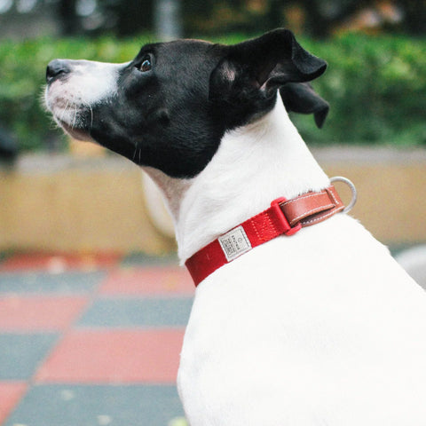 Explore - Collar