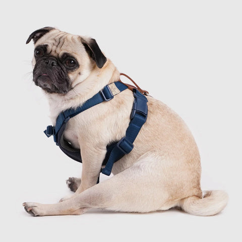 Explore - Harness