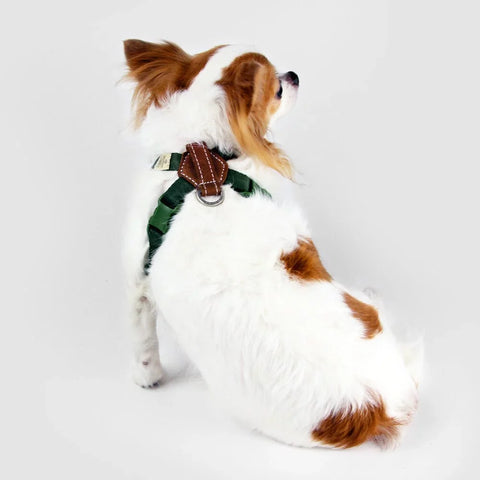 Explore - Harness
