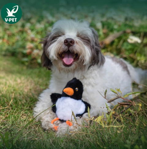 Birdie Buddy - Baby Hematopus Ostralegus