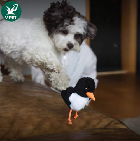 Birdie Buddy - Baby Hematopus Ostralegus