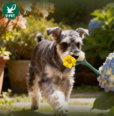 Floral - Eco-Friendly Small Dog Toys