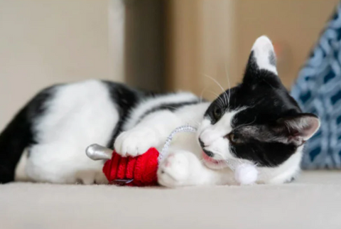 Feline Frenzy_Twice as Mice