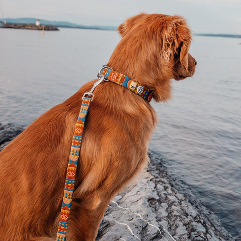 Woolly Wolf Nightless Night Dog Collar
