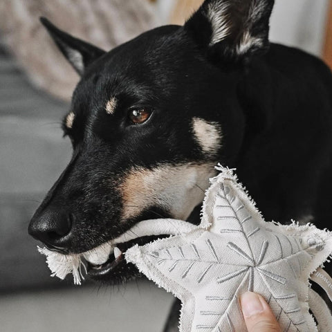 Holiday Star Dog Toy
