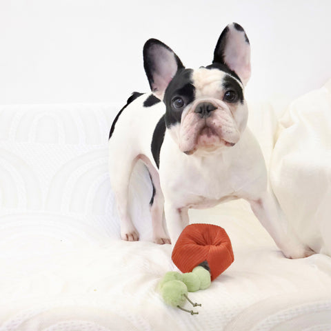 Apple Crinkly + Burrow Dog Toy