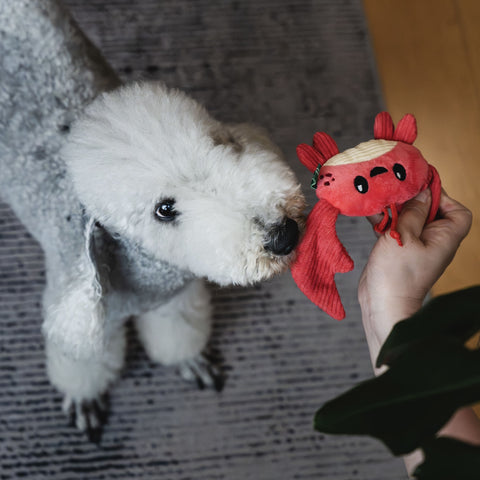 Seacreatures - Eco-Friendly Small Dog Toys