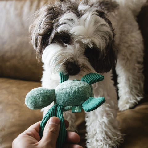 Seacreatures - Eco-Friendly Small Dog Toys