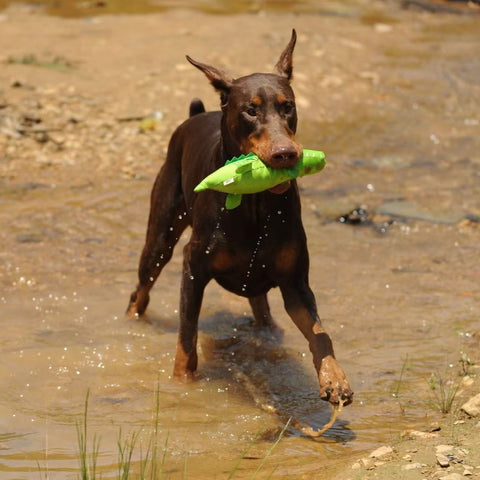 We Are Friends - Dog  rpet toys