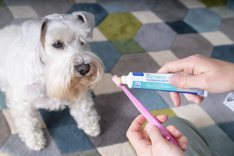 Complete Dental Care Kit for Dogs