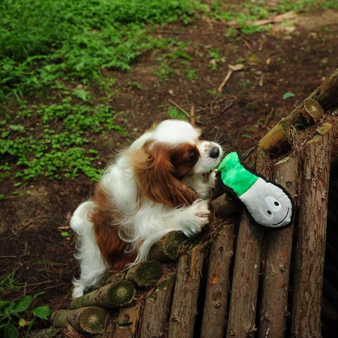 Welcome to The Jungle  - Dog rough & tough toys