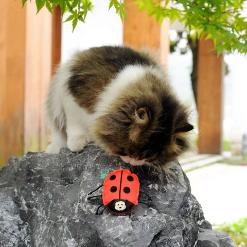 Insect Catnip Toys