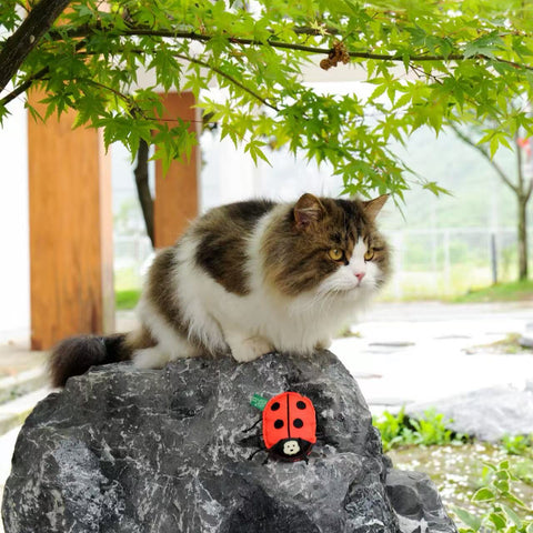 Insect Catnip Toys