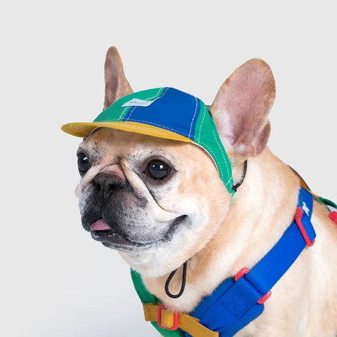 10TH YEAR - Pet Baseball Cap