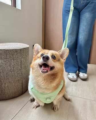 Puffer Walk Set (Leash+Harness+Poop bag holder)