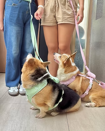 Puffer Walk Set (Leash+Harness+Poop bag holder)