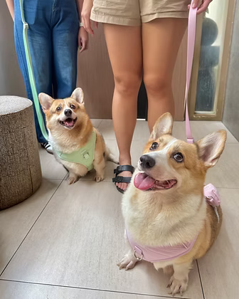 Puffer Walk Set (Leash+Harness+Poop bag holder)