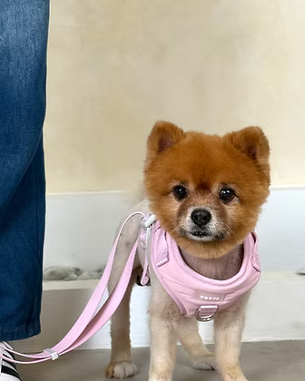 Puffer Walk Set (Leash+Harness+Poop bag holder)