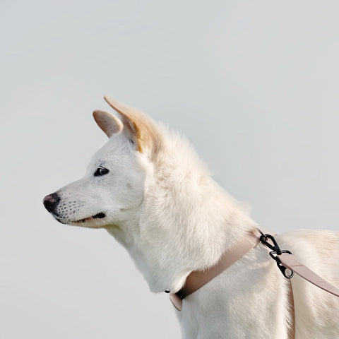 OTTO X - Escape proof harness