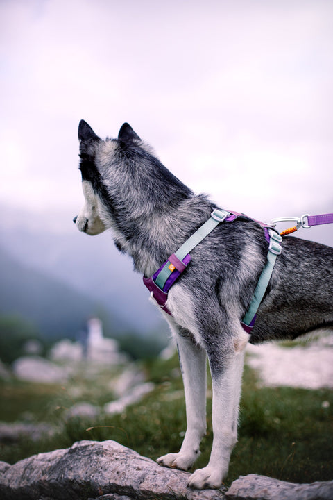 Alpha 360 Harness - Mauve Mix