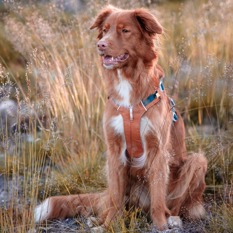 Woolly Wolf Alpha 360 Dog Harness Terracotta Mix