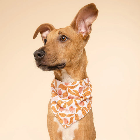 Dog Bandana - Apple Crisp