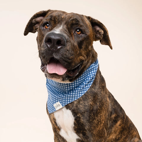 Dog Bandana - Blue Gingham