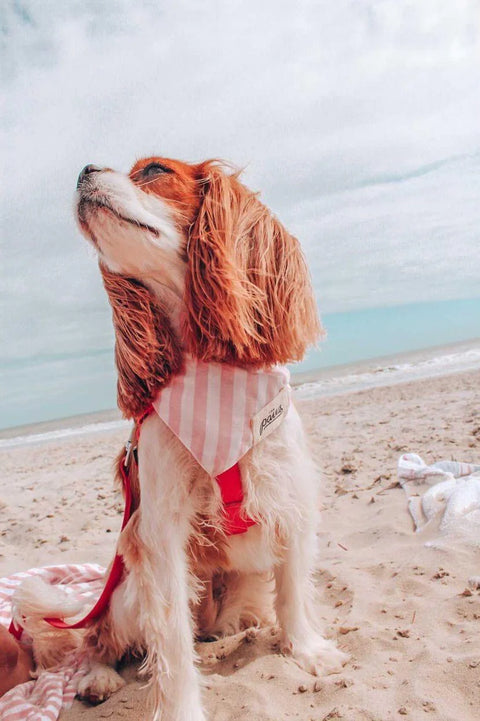 Dog Bandana - Cabana Blush Pink Stripes