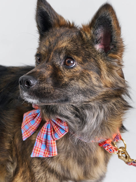 The Wagging Blue Sailor Dog Bow | Classic Collection