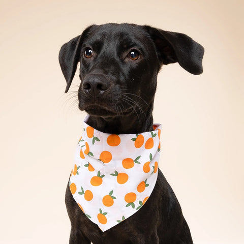Dog Bandana - CLEMENTINE
