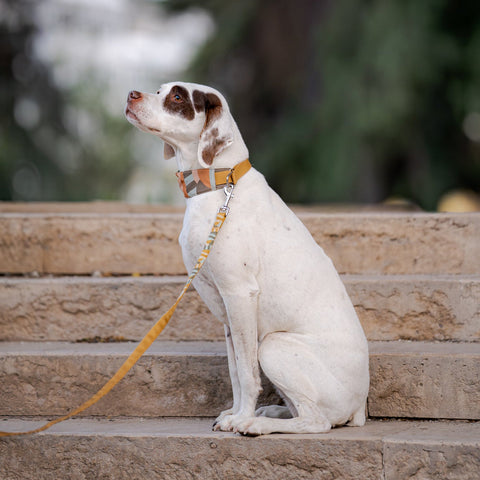 Woolly Wolf Cloudbeam Soft Martingale Collar